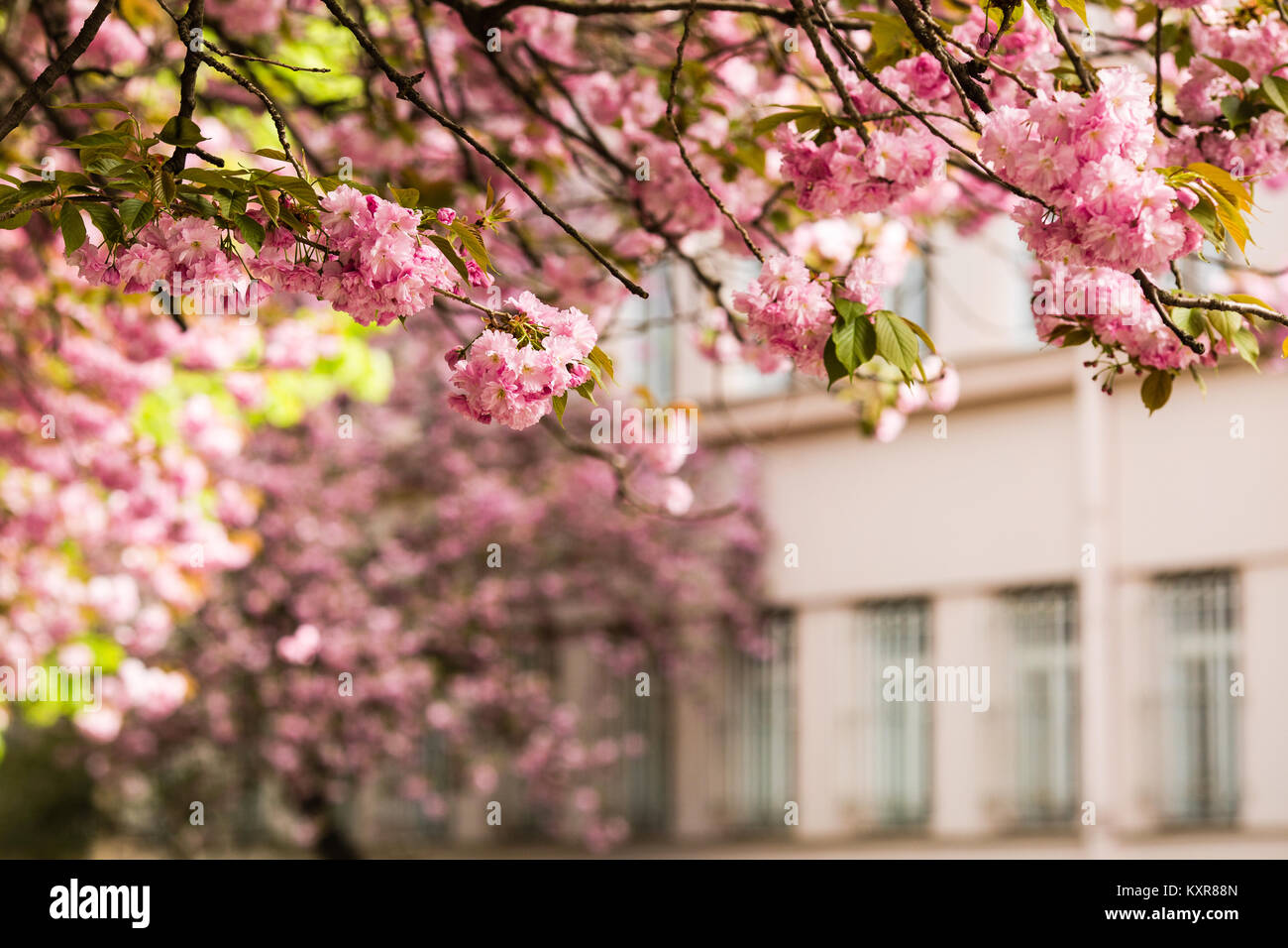Sakura. Cherry blossoms japan. Pink spring blossom background Stock ...
