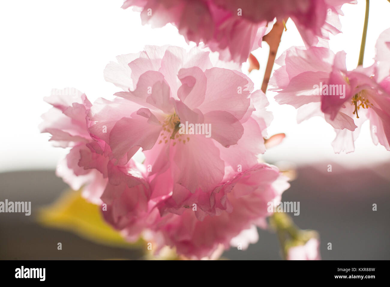 Sakura. Cherry blossoms japan. Pink spring blossom background Stock ...