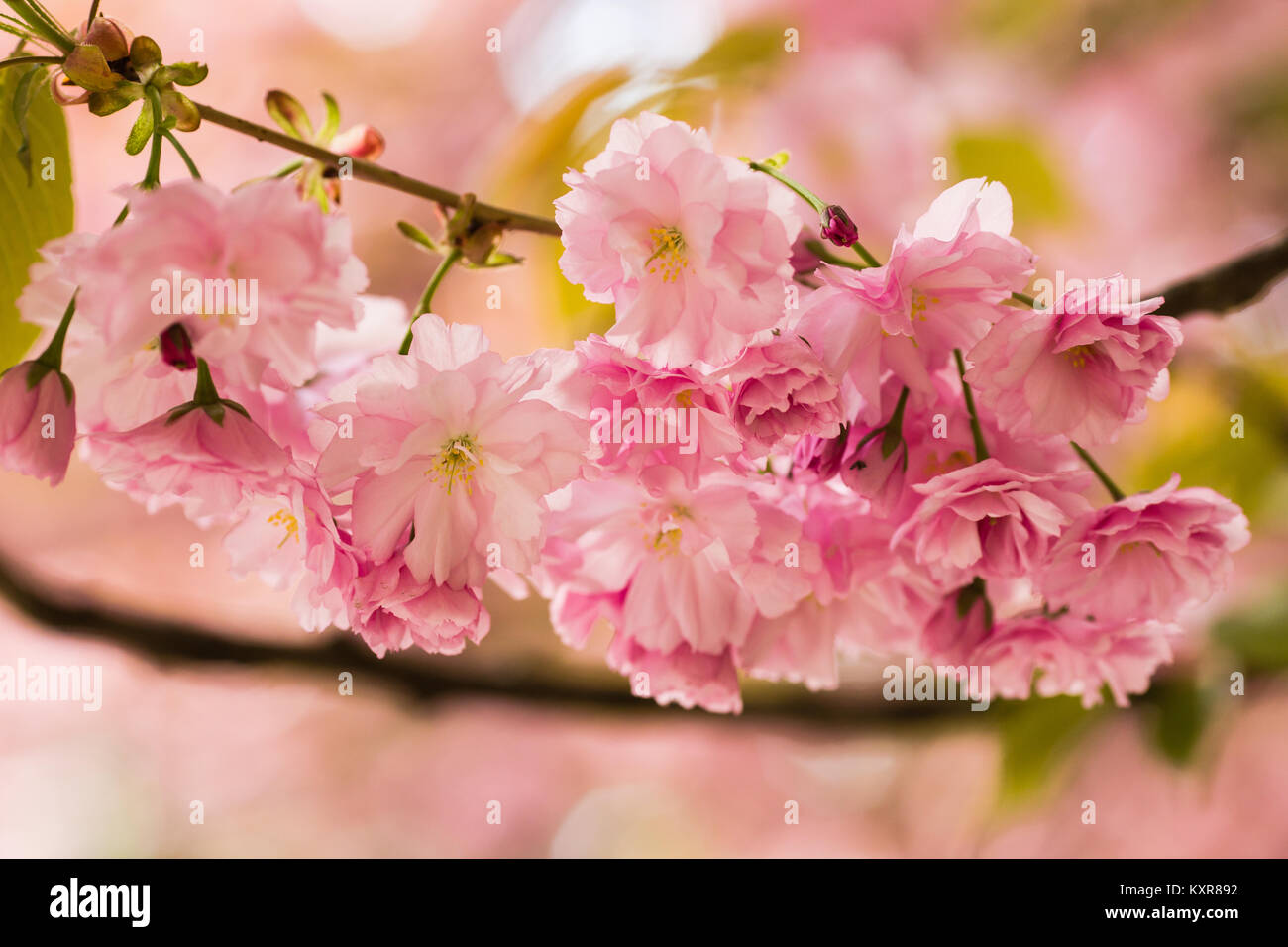Sakura. Cherry blossoms japan. Pink spring blossom background Stock ...