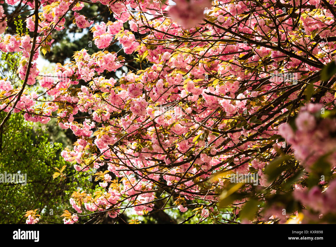 Sakura. Cherry blossoms japan. Pink spring blossom background Stock ...