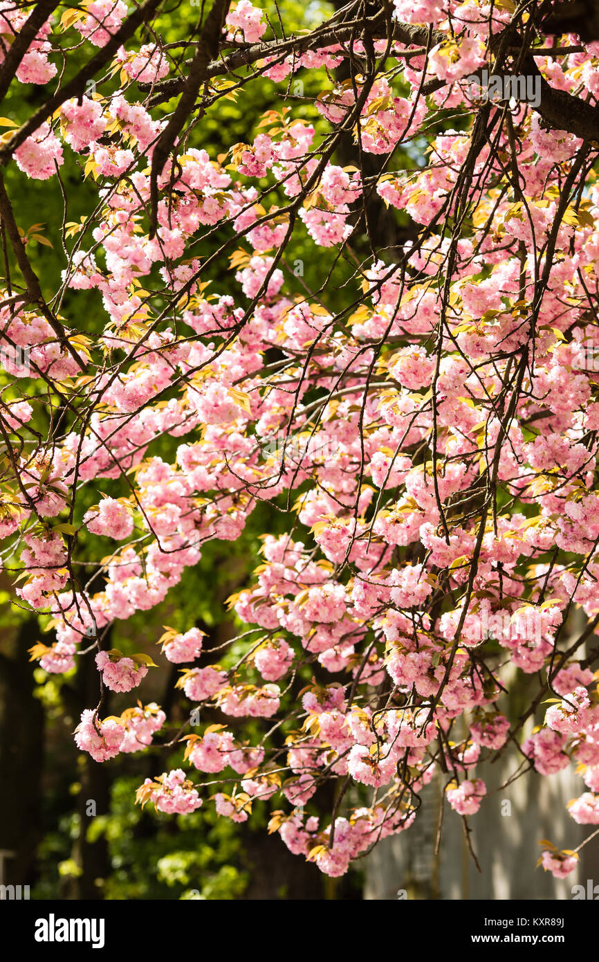Sakura. Cherry blossoms japan. Pink spring blossom background Stock ...