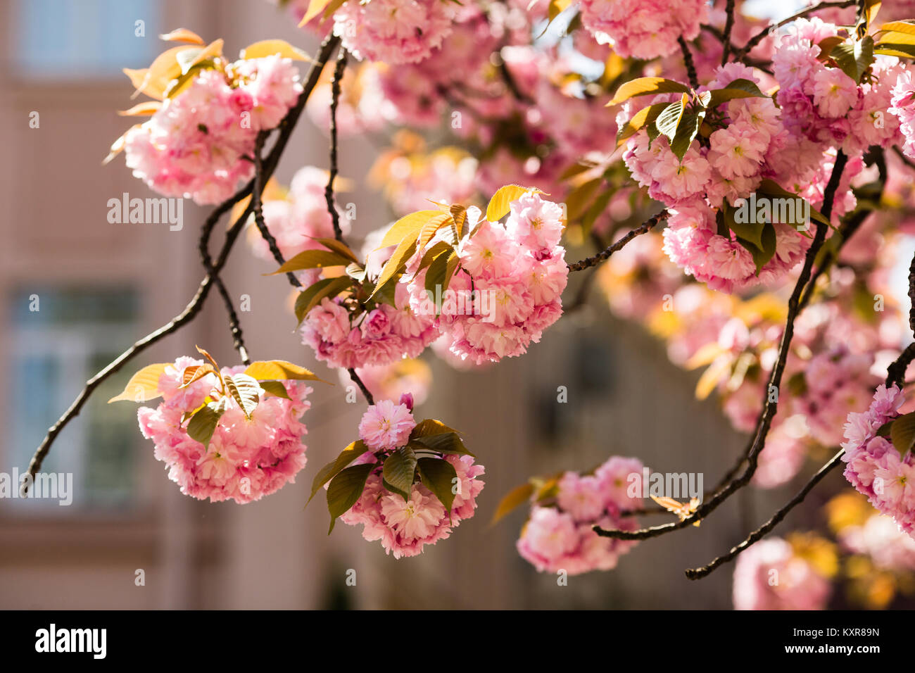 Sakura. Cherry blossoms japan. Pink spring blossom background Stock ...