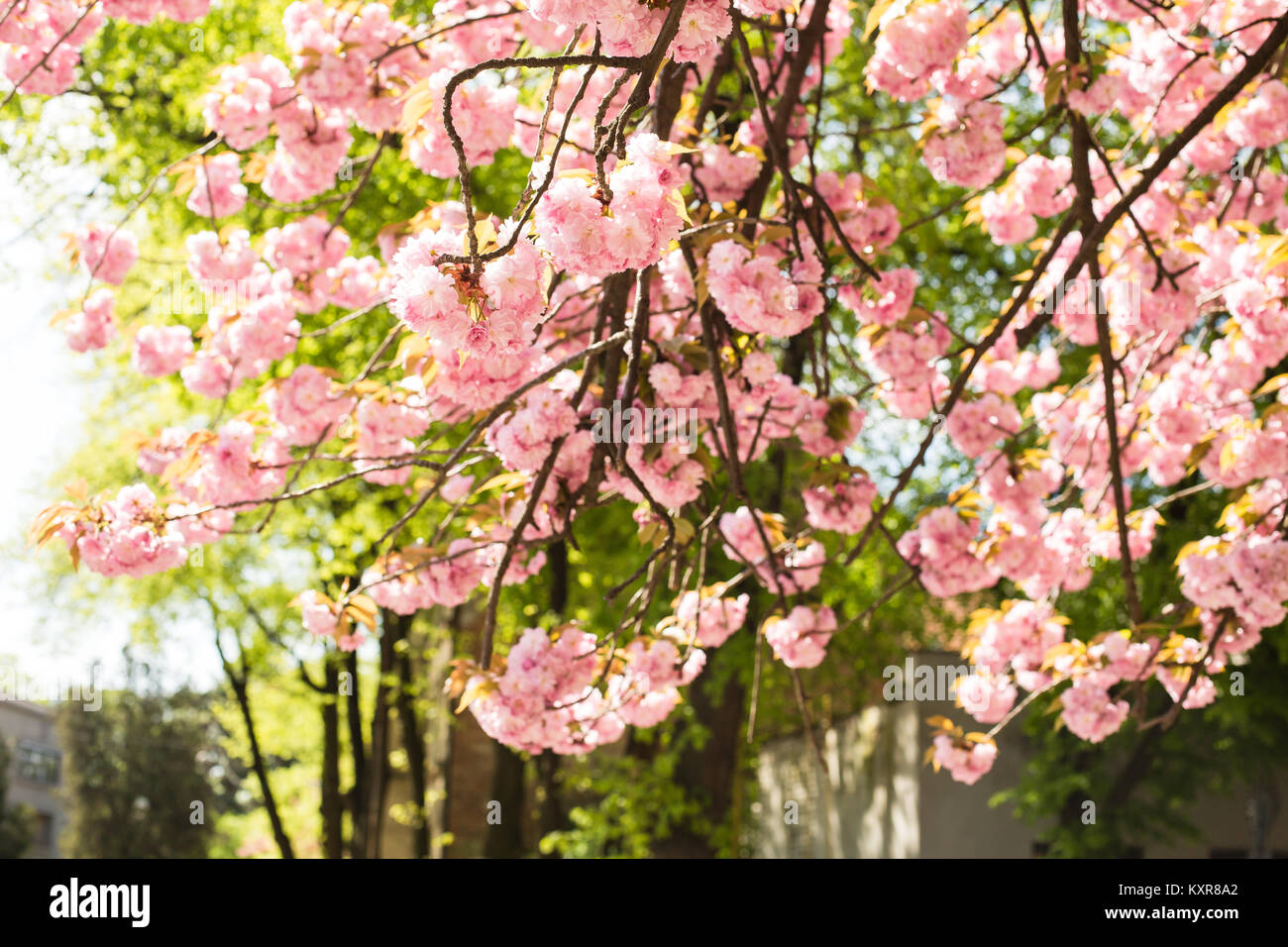 Beautiful cherry blossom sakura in spring time over blue sky Stock ...