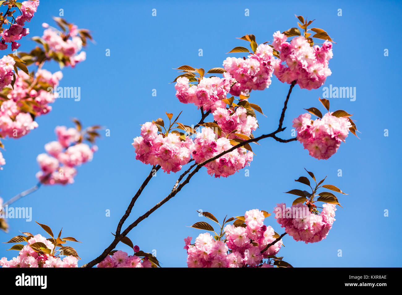 Beautiful cherry blossom sakura in spring time over blue sky Stock ...