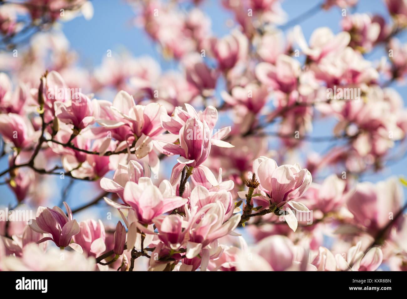 blooming magnolia flowers on sunny day Stock Photo - Alamy