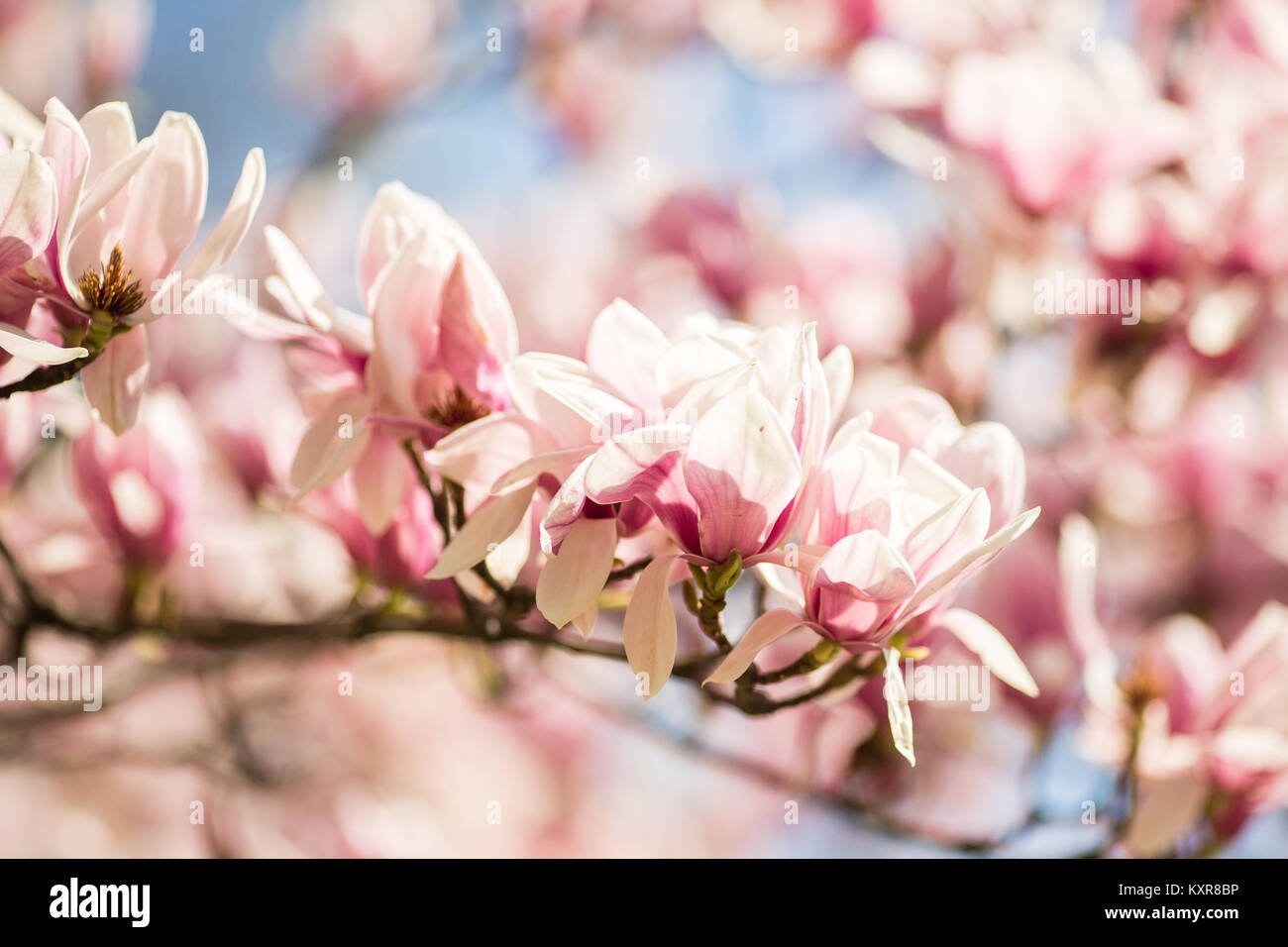 blooming magnolia flowers on sunny day Stock Photo - Alamy