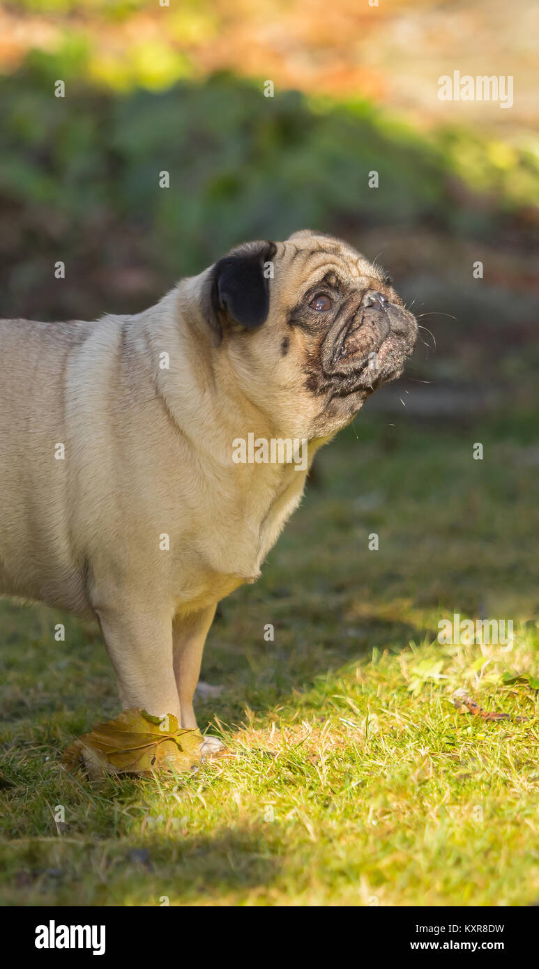 A beautiful pug stands in the meadow Stock Photo