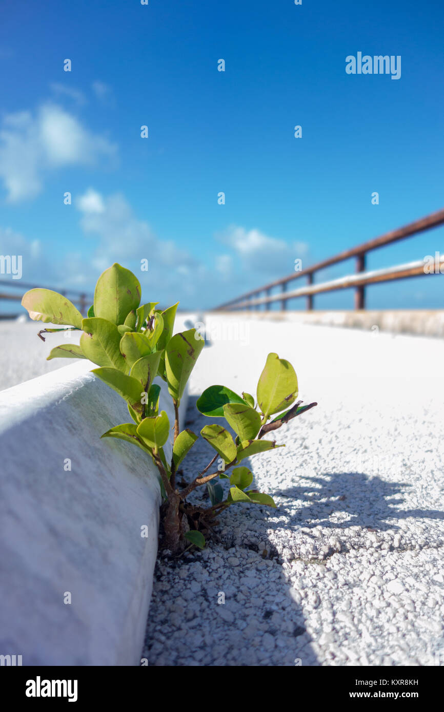 Lone plant breaking through concrete bridge in sunny weather, 7-Mile
