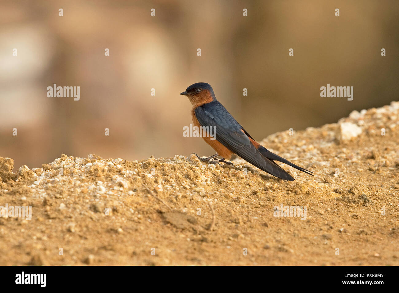 Sri Lanka Swallow (Cecropis hyperythra) Stock Photo