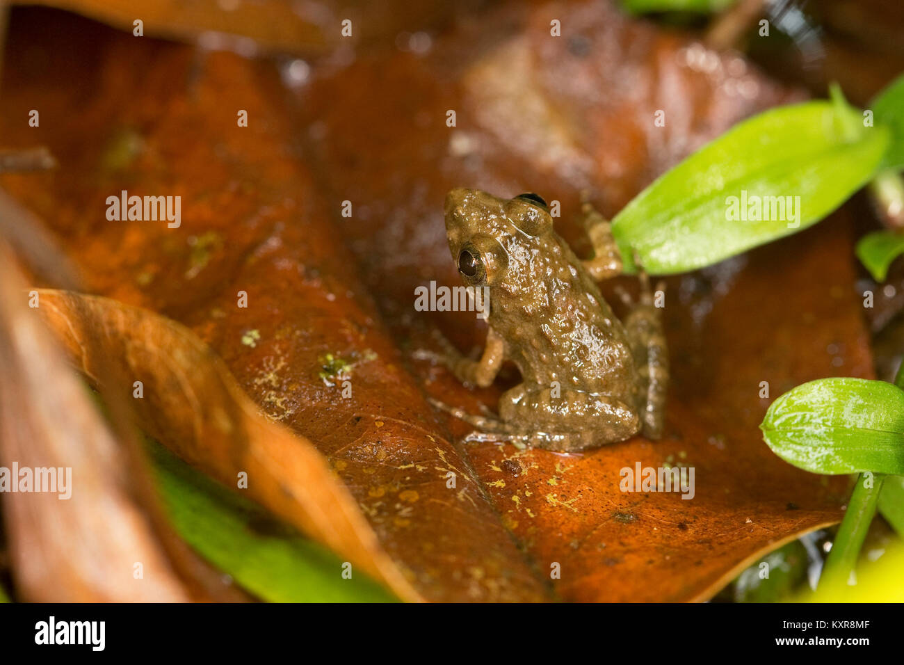 Indian Cricket Frog (Fejervarya limnocharis) Stock Photo