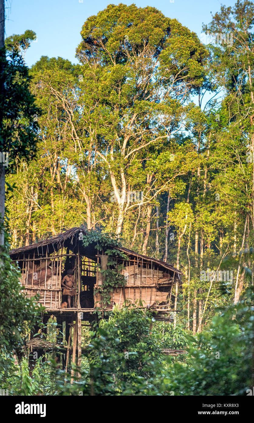 Traditional Korowai house perched in a tree above the ground, Western Papuasia, former Irian-jaya, Indonesia Stock Photo