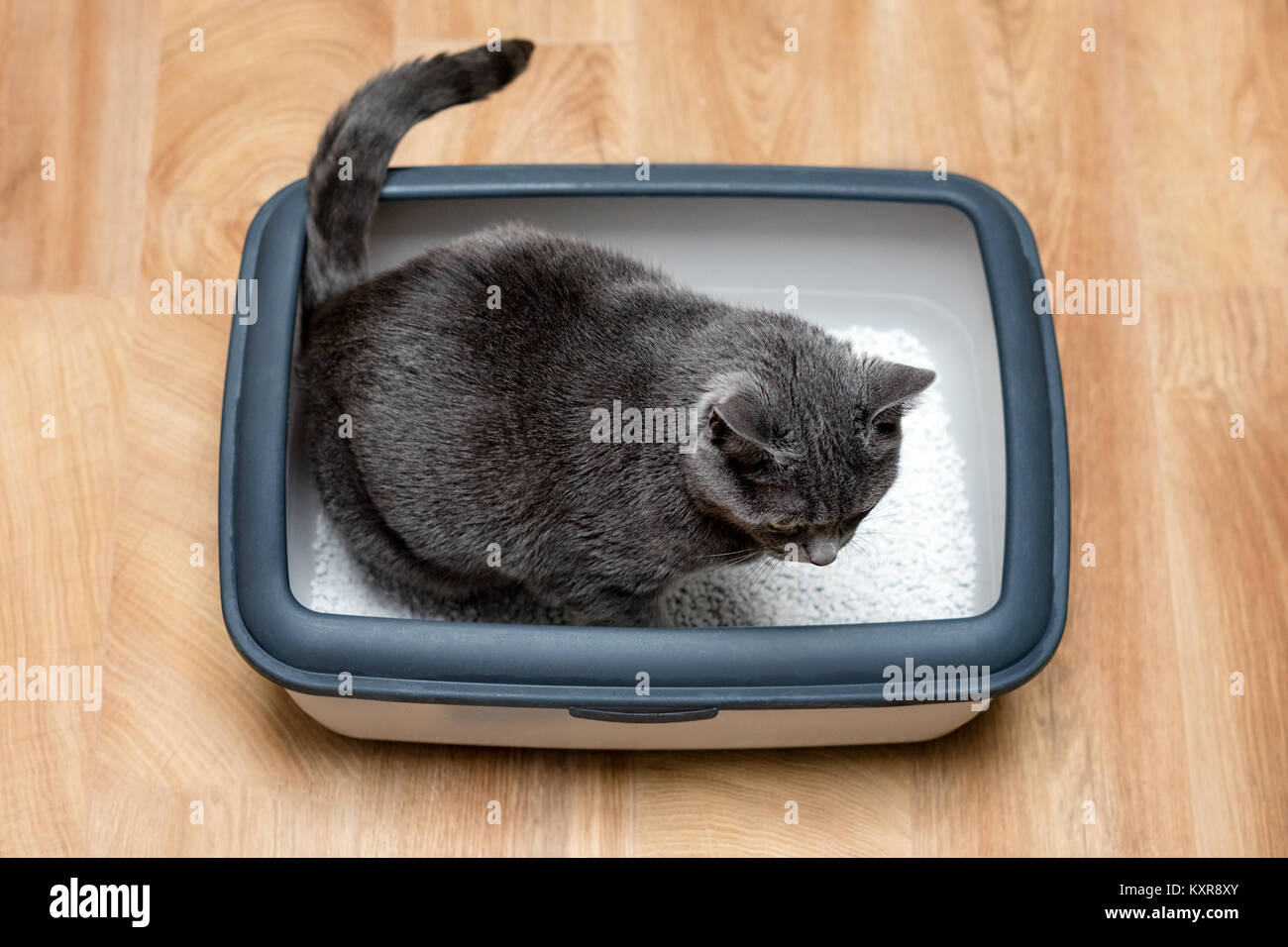 Cat using toilet, cat in litter box, for pooping or urinate, pooping in