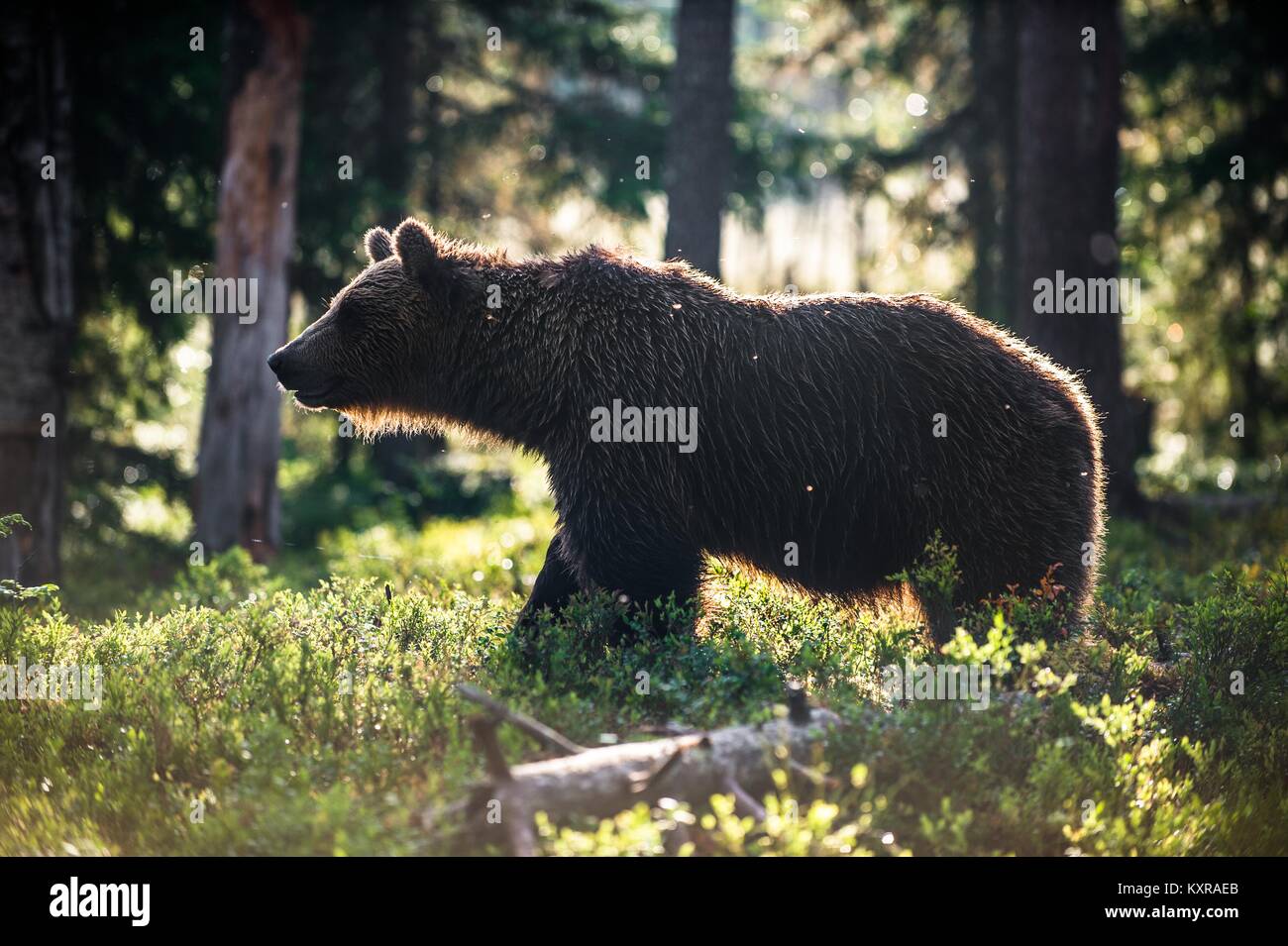 Wild Brown bear (Ursus Arctos Arctos) in the summer forest. Natural green Background Stock Photo