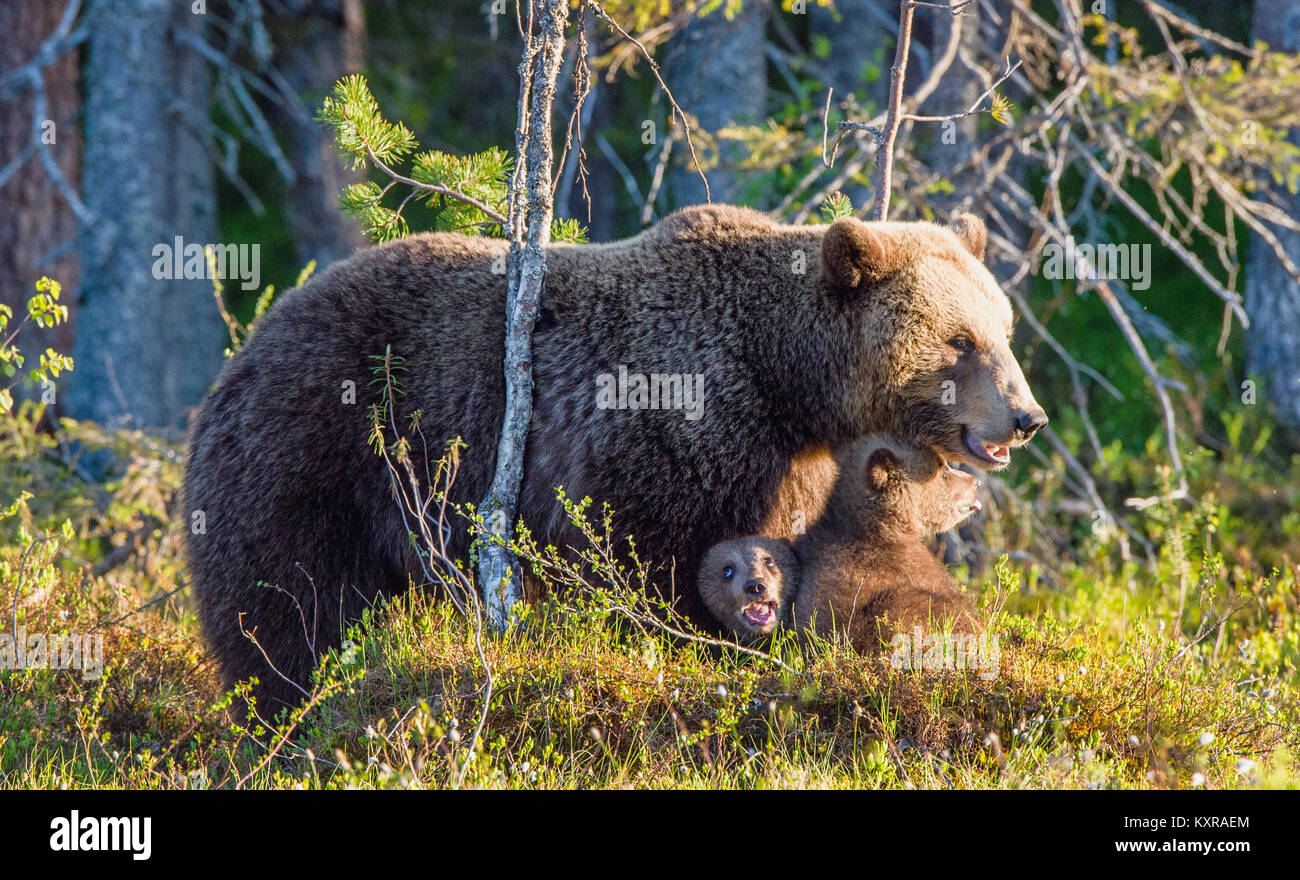 She-Bear and Cubs of Brown bear (Ursus Arctos Arctos) in the summer ...