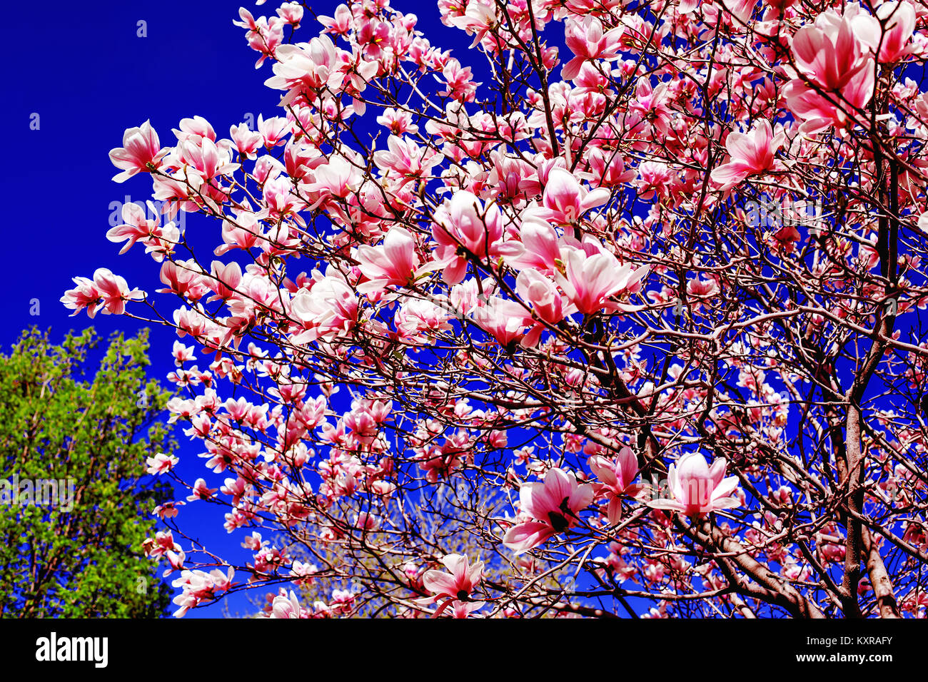 Magnolia trees in spring with blue sky background Stock Photo - Alamy