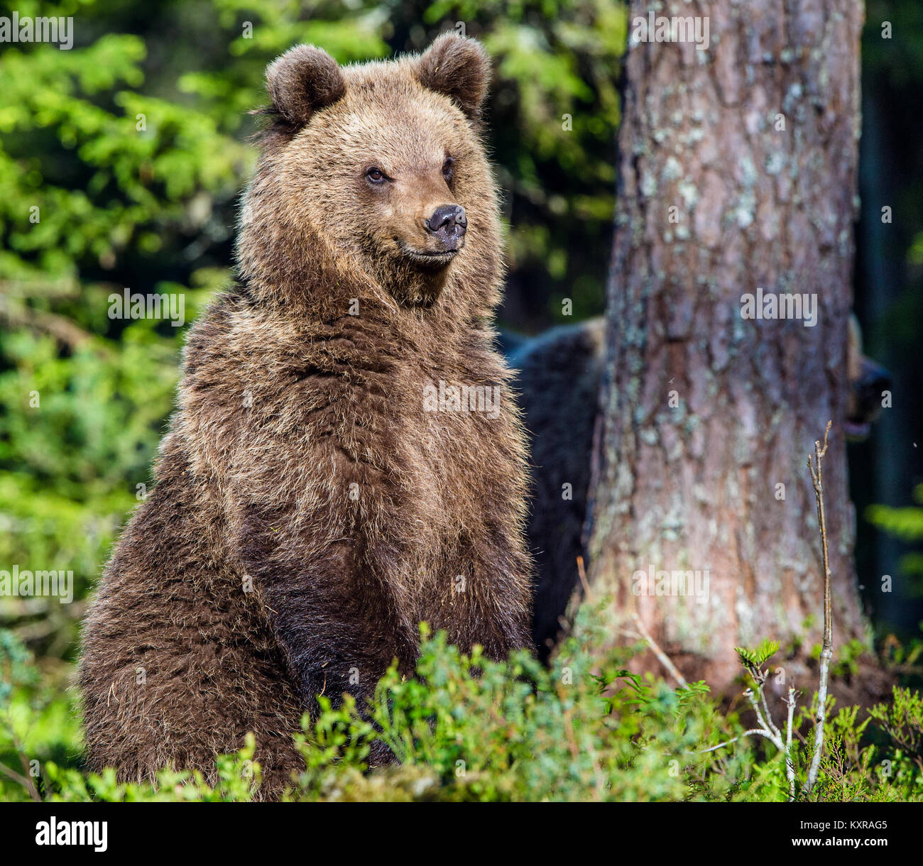 Portrait of Cub of Wild Brown bear (Ursus Arctos Arctos) in the summer ...