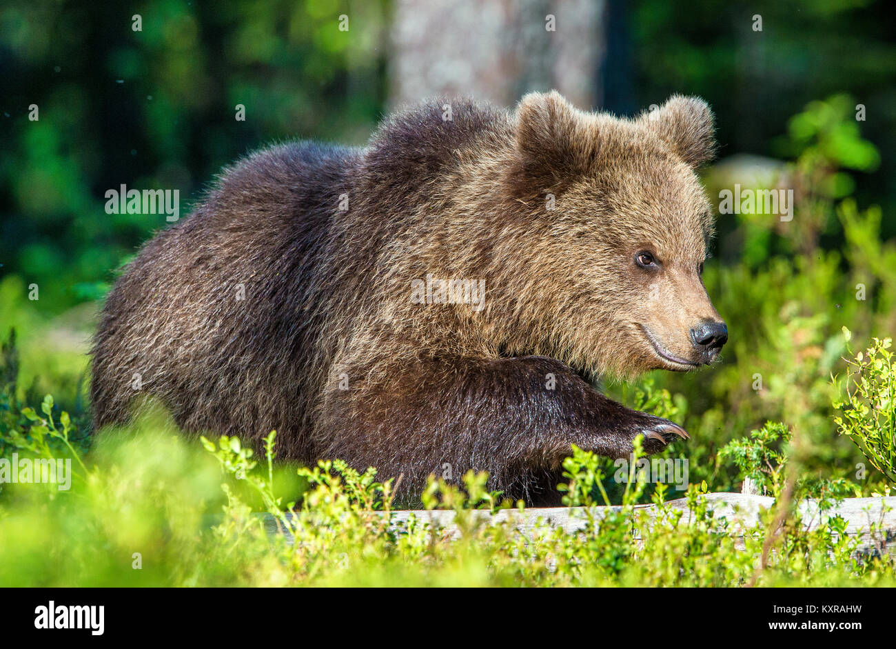 Portrait of Cub of Wild Brown bear (Ursus Arctos Arctos) in the summer ...
