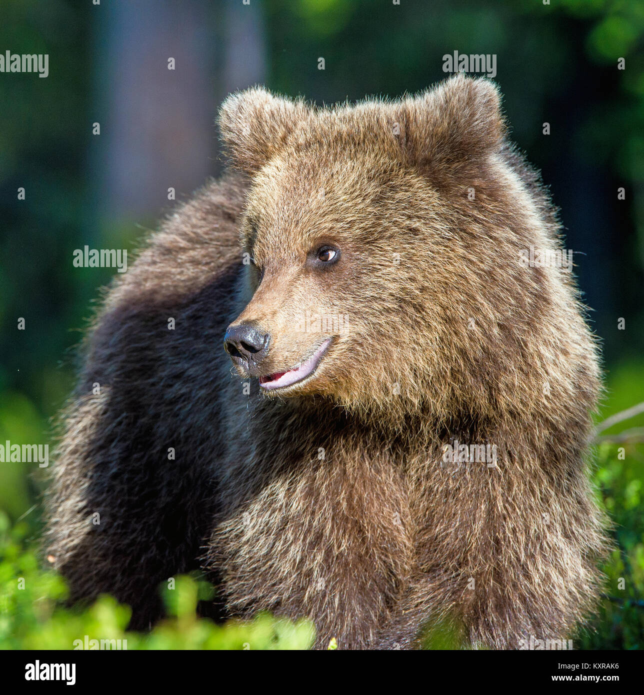 Portrait of Cub of Wild Brown bear (Ursus Arctos Arctos) in the summer ...