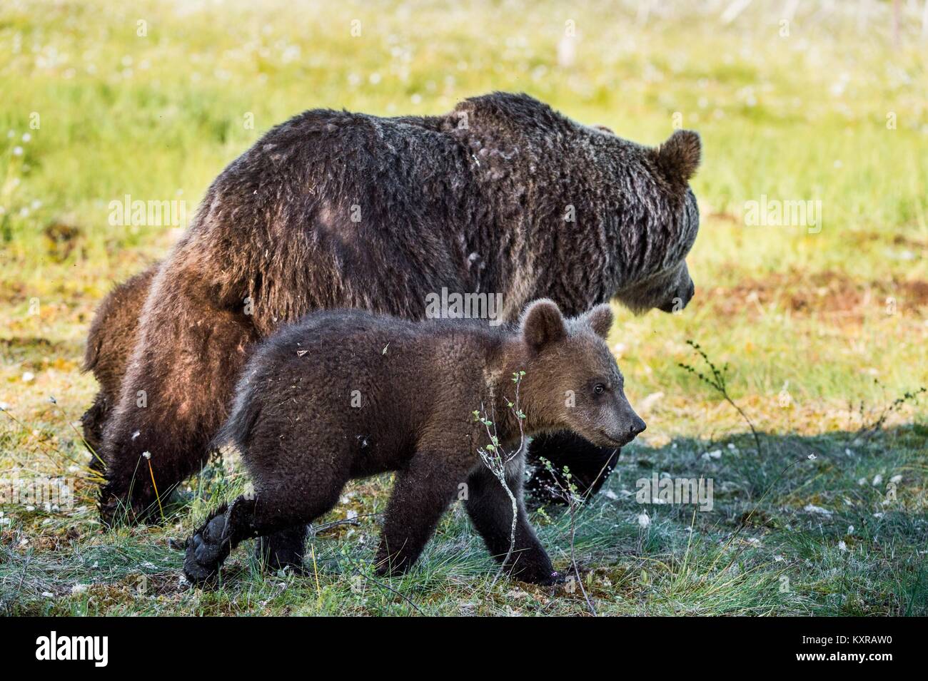 She-Bear and Cubs of Brown bear (Ursus Arctos Arctos) in the summer ...