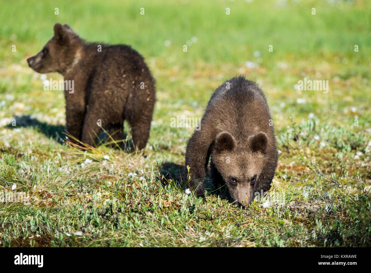 Cubs of Brown bear (Ursus Arctos Arctos) in the summer forest. Natural ...
