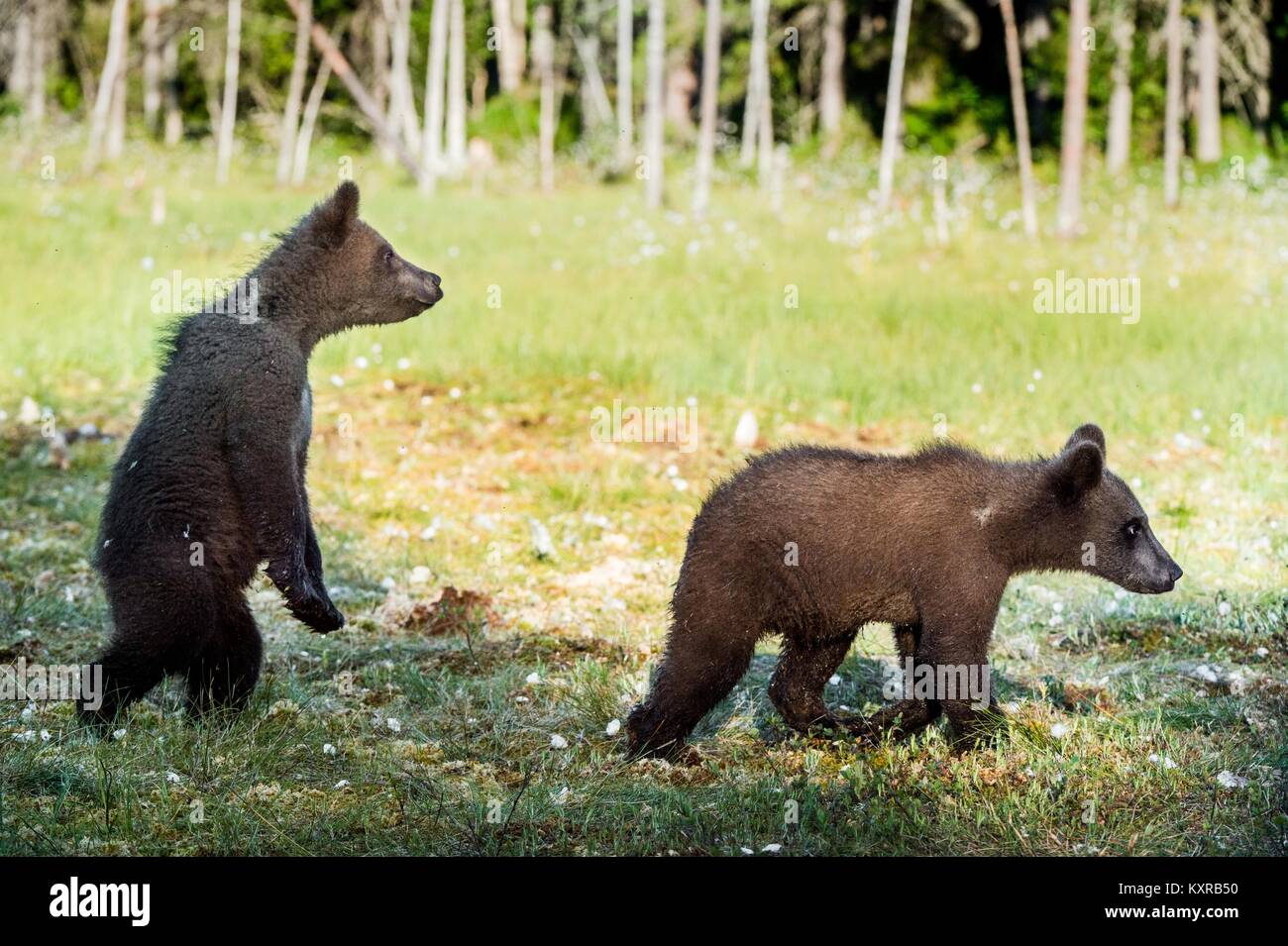 Cubs of Brown bear (Ursus Arctos Arctos) in the summer forest. Natural ...