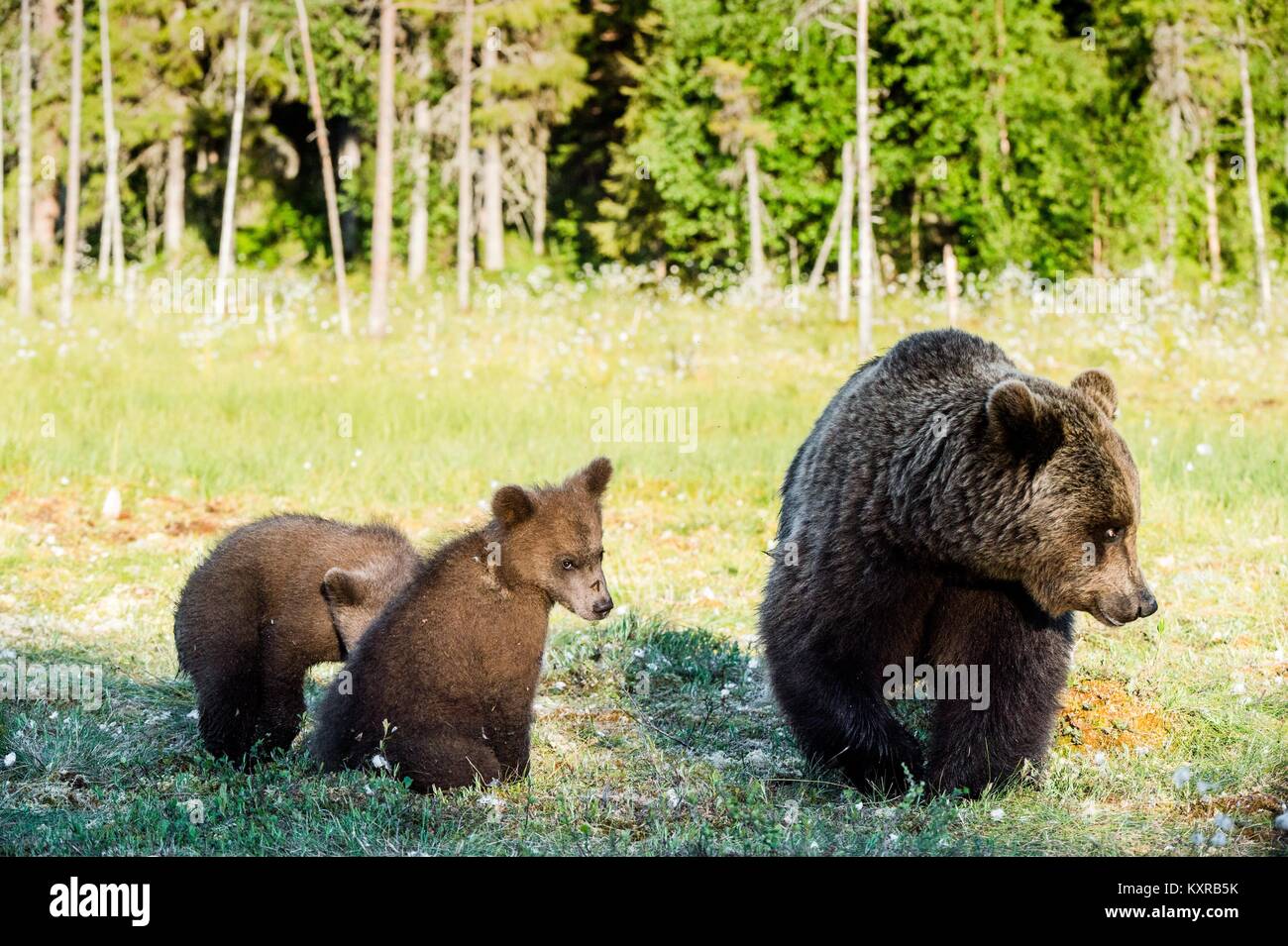 She-Bear and Cubs of Brown bear (Ursus Arctos Arctos) on a bog in ...