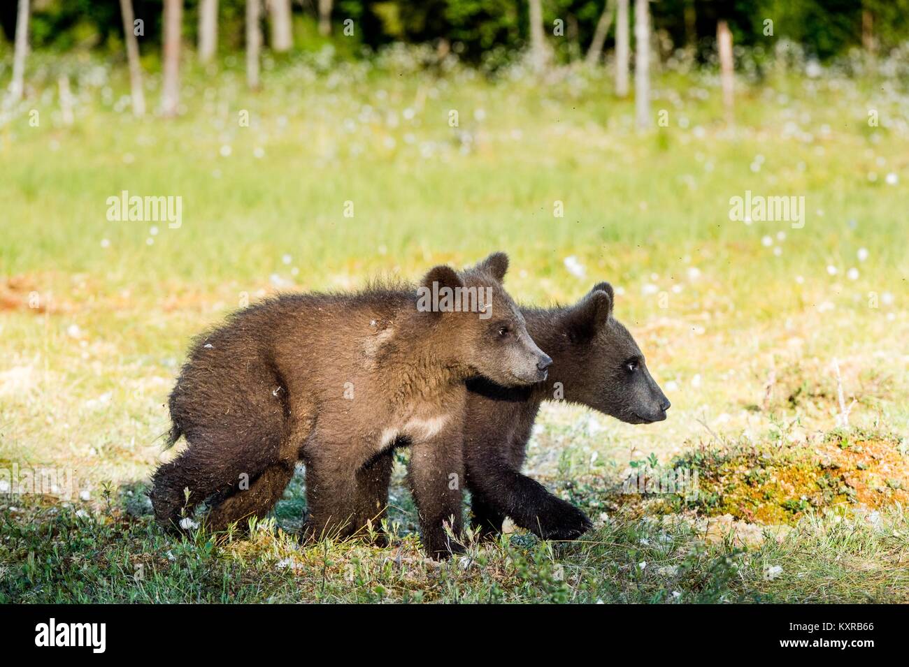 Cubs of Brown bear (Ursus Arctos Arctos) in the summer forest. Natural ...