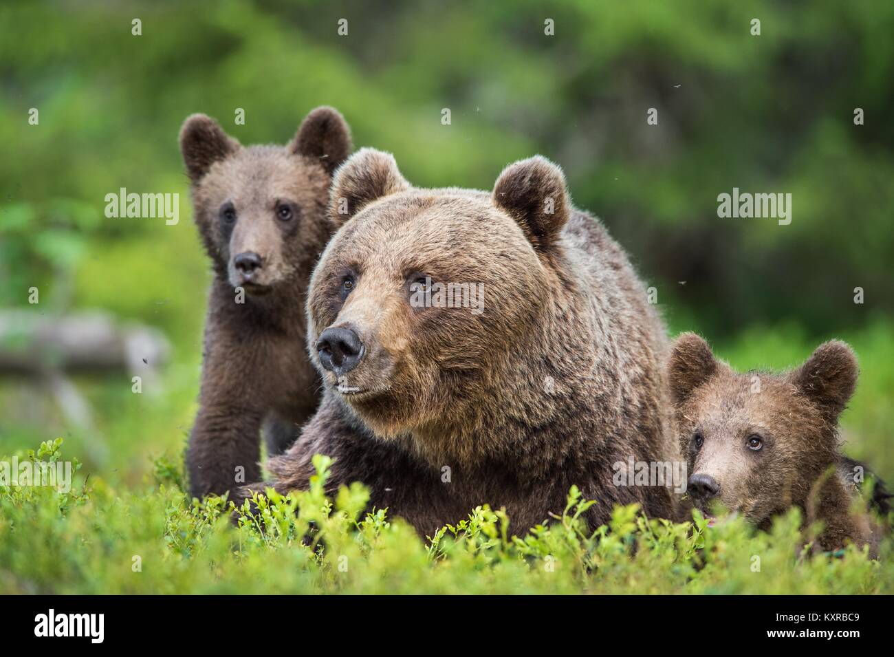 She-Bear and Cubs of Brown bear (Ursus Arctos Arctos) in the summer ...