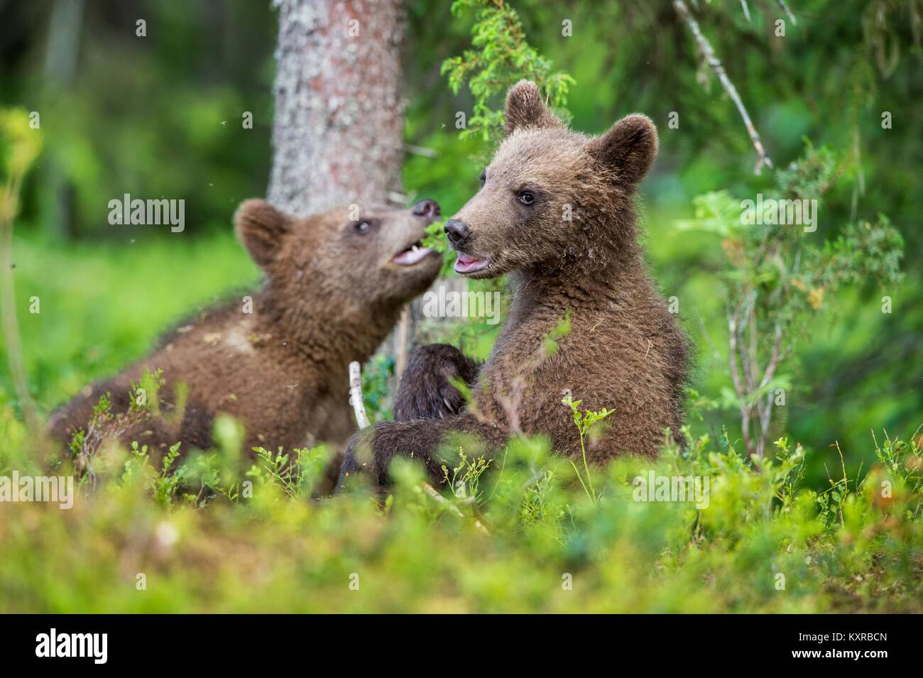 Cubs of Brown bear (Ursus Arctos Arctos) in the summer forest. Natural ...