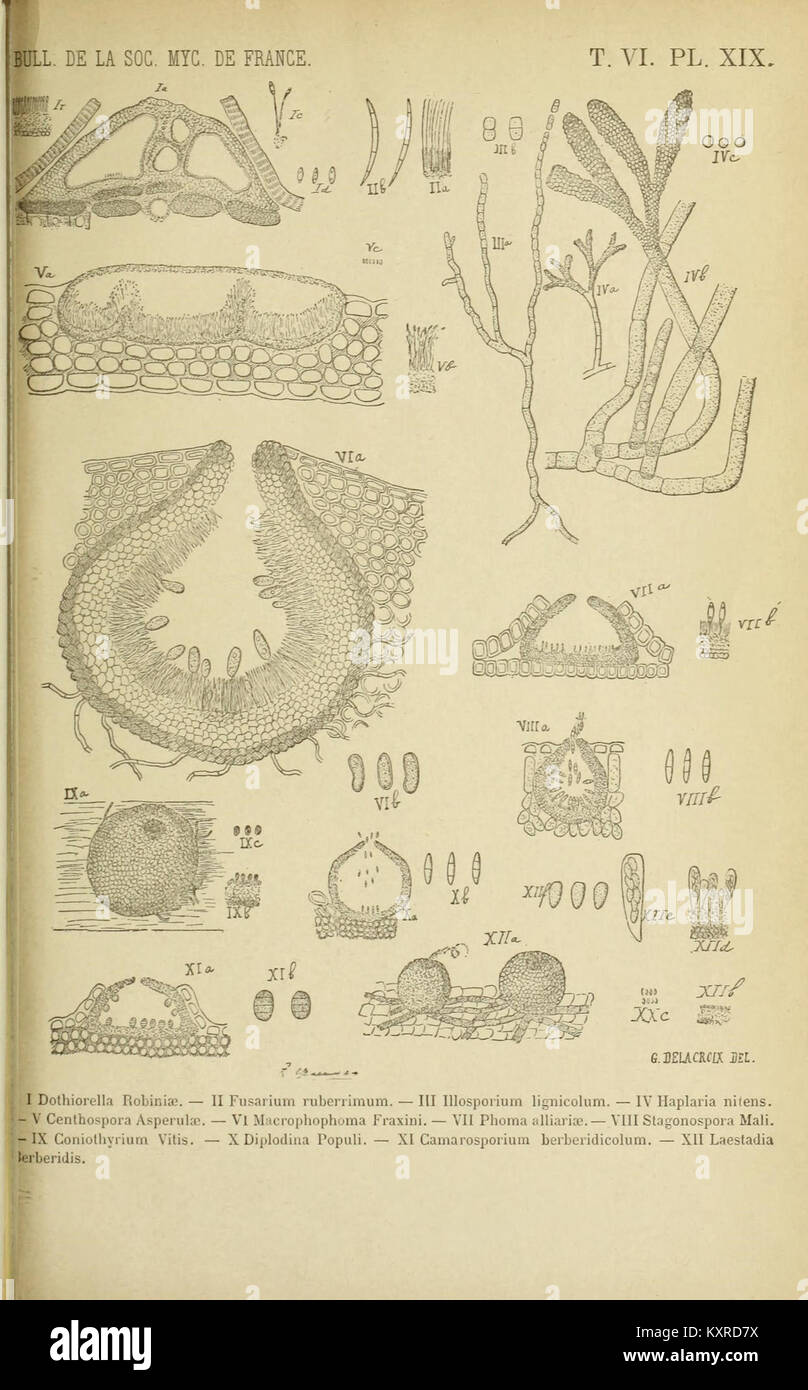 Bulletin de la Société mycologique de France (15871650980) Stock Photo