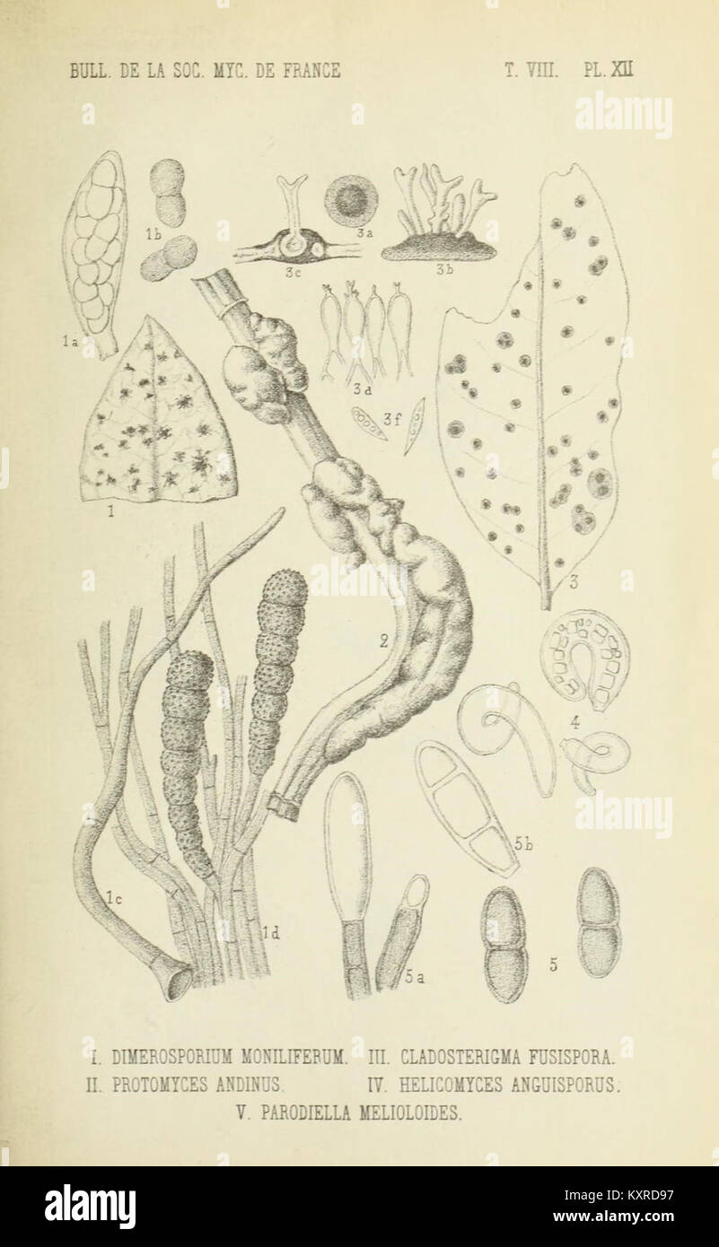 Bulletin de la Société mycologique de France (16058998475 Stock Photo