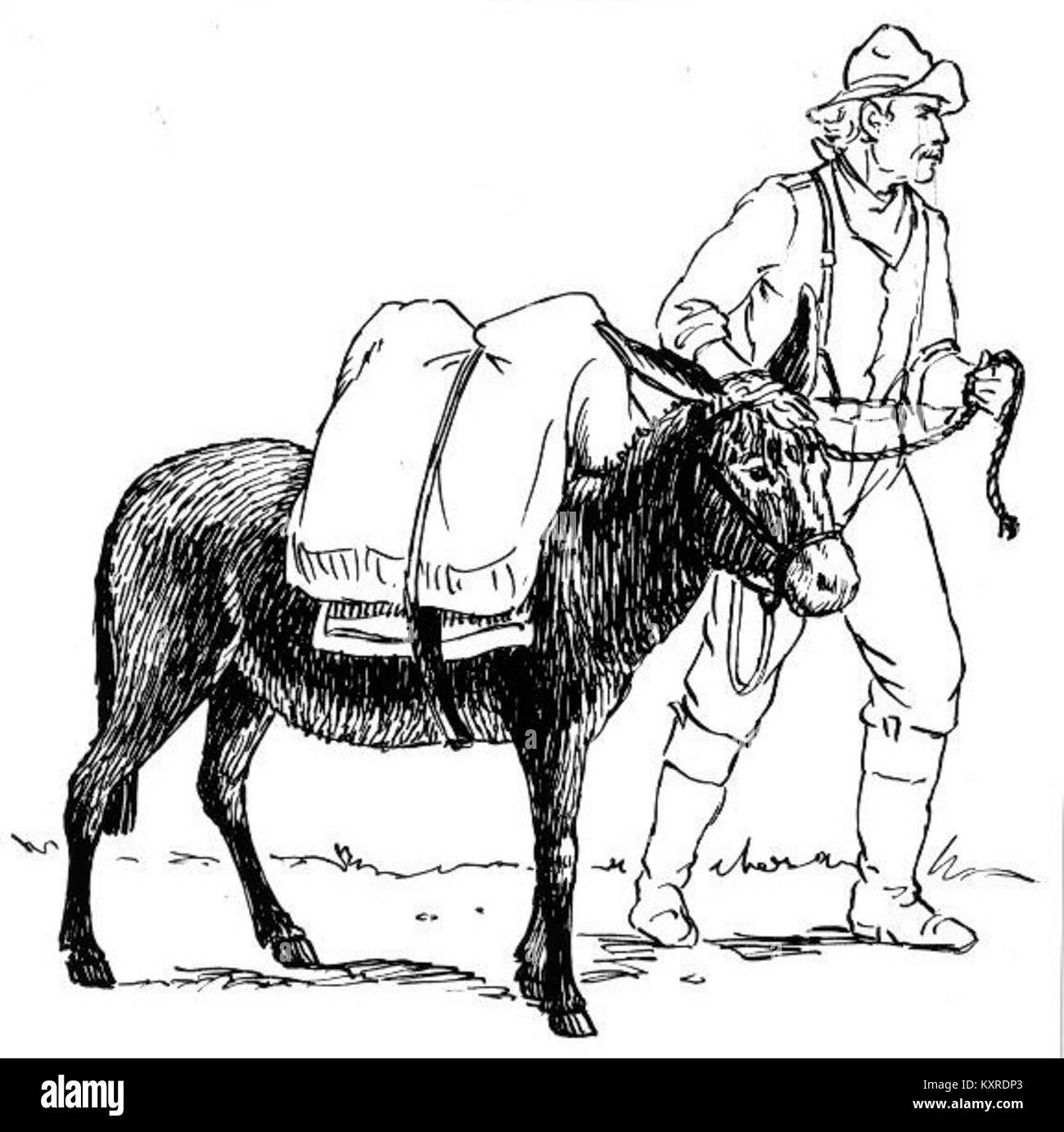 Burro Black and White Stock Photos & Images - Alamy