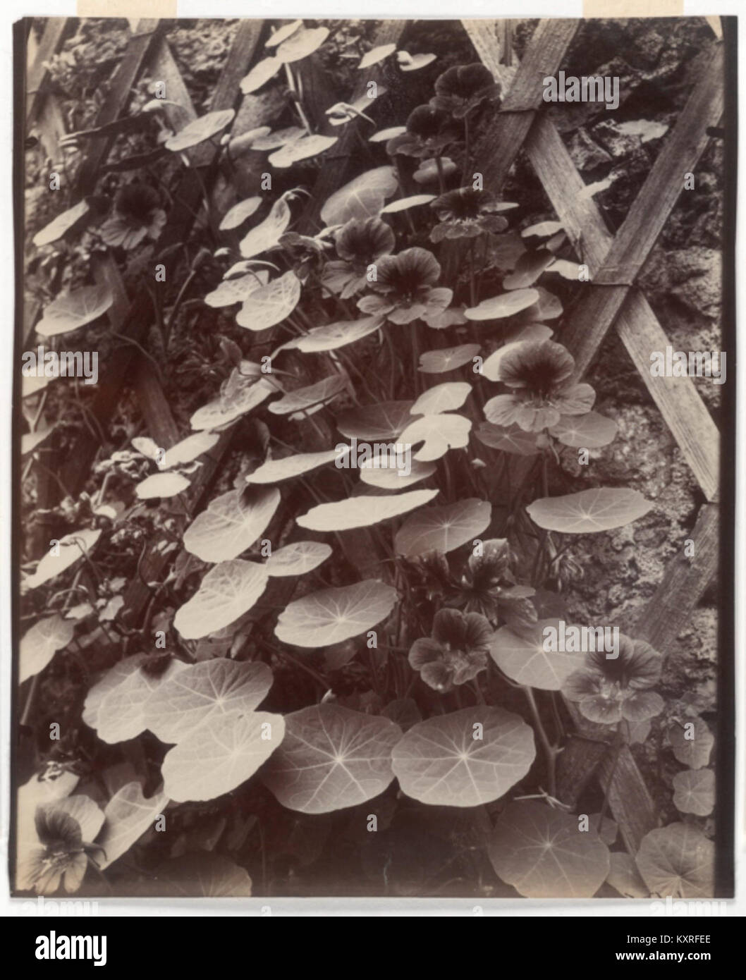 Capucines (Nasturtiums) by Eugène Atget Stock Photo