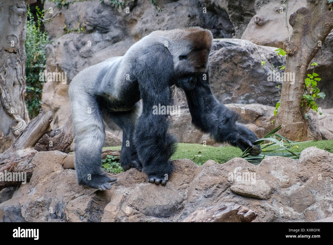 gorilla monkey , silverback gorilla in nature Stock Photo