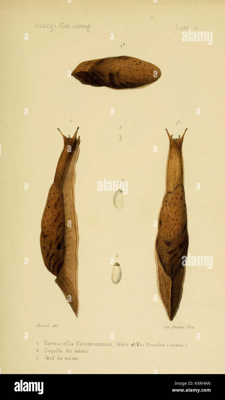 Plate A from the iconographic and descriptive catalogue of terrestrial ...