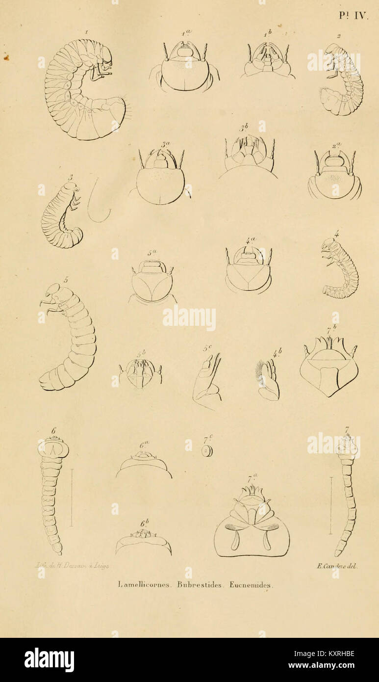 This publication, Catalogue des larves des coléoptères, lists and ...