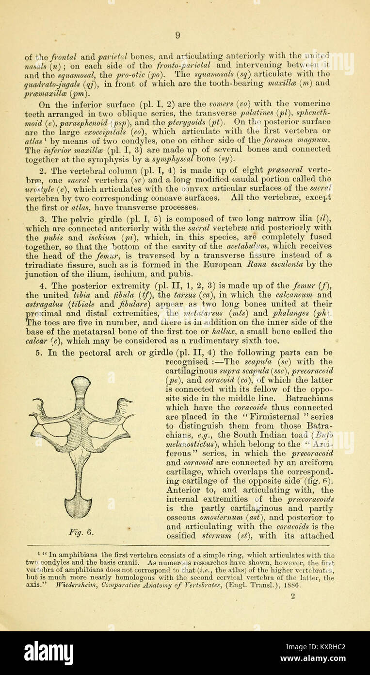 Catalogue of the Batrachia Salientia and Apoda (frogs, toads, and cœcilians) of southern India (Page 9, Fig. 6) BHL9661471 Stock Photo