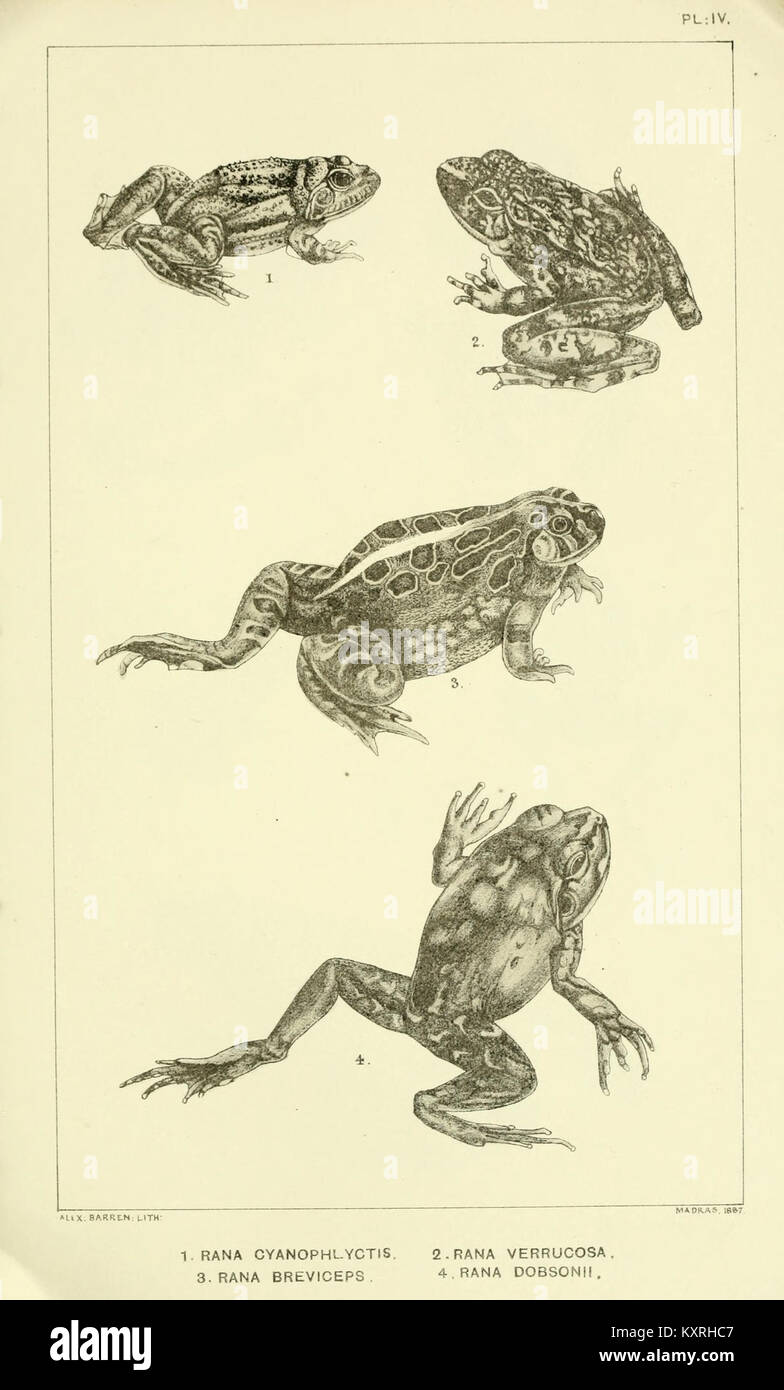 Catalogue of the Batrachia Salientia and Apoda (frogs, toads, and cœcilians) of southern India (Plate IV) BHL9661492 Stock Photo