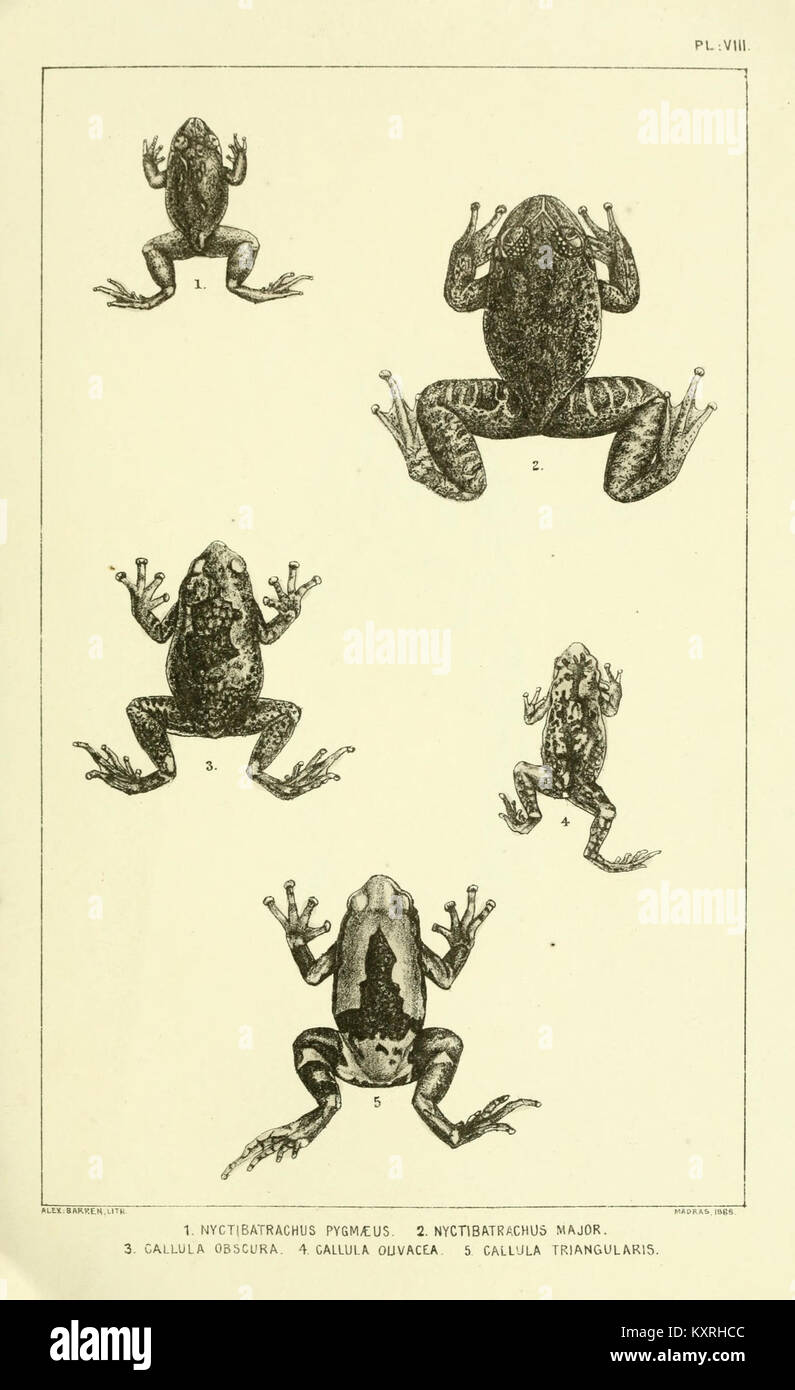 Catalogue of the Batrachia Salientia and Apoda (frogs, toads, and cœcilians) of southern India (Plate VIII) BHL9661500 Stock Photo