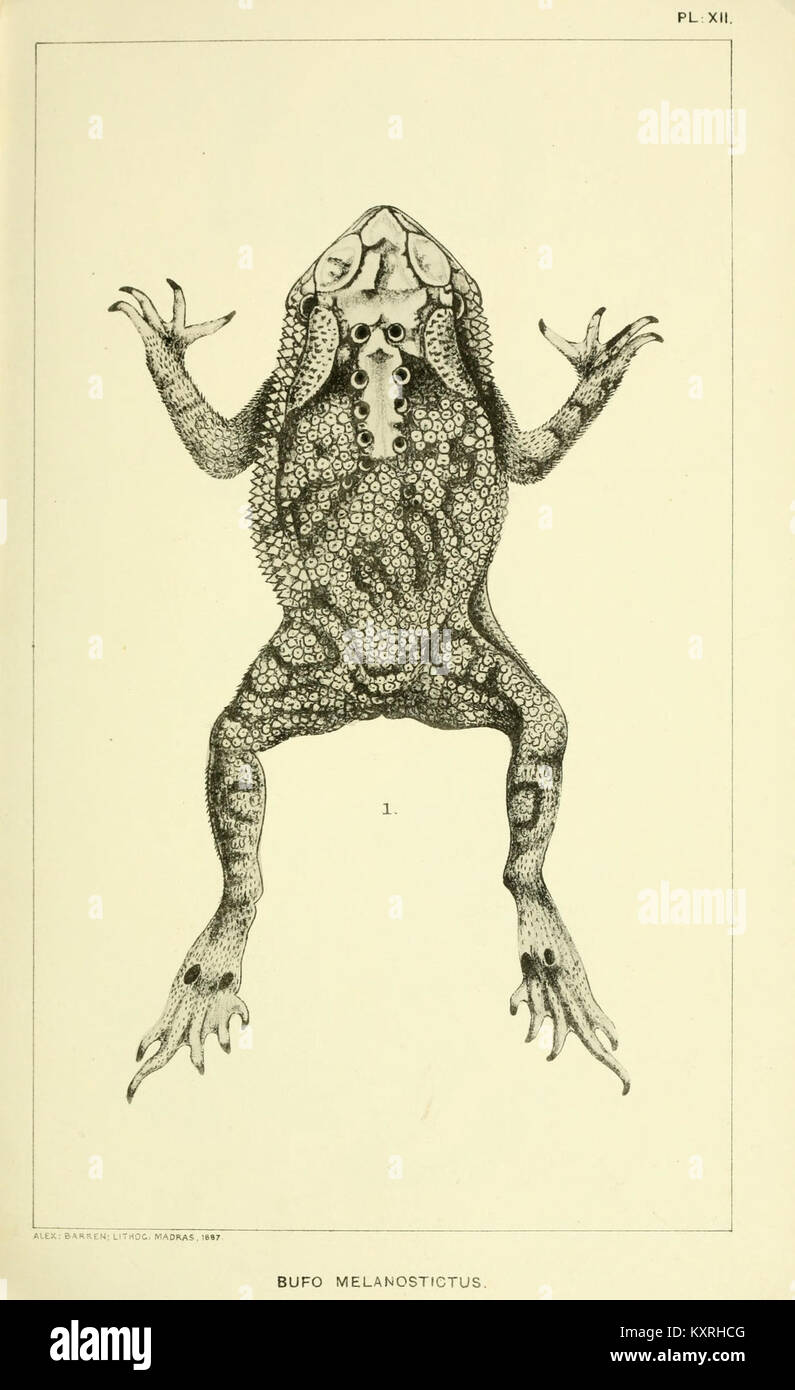 Catalogue of the Batrachia Salientia and Apoda (frogs, toads, and cœcilians) of southern India (Plate XII) BHL9661508 Stock Photo