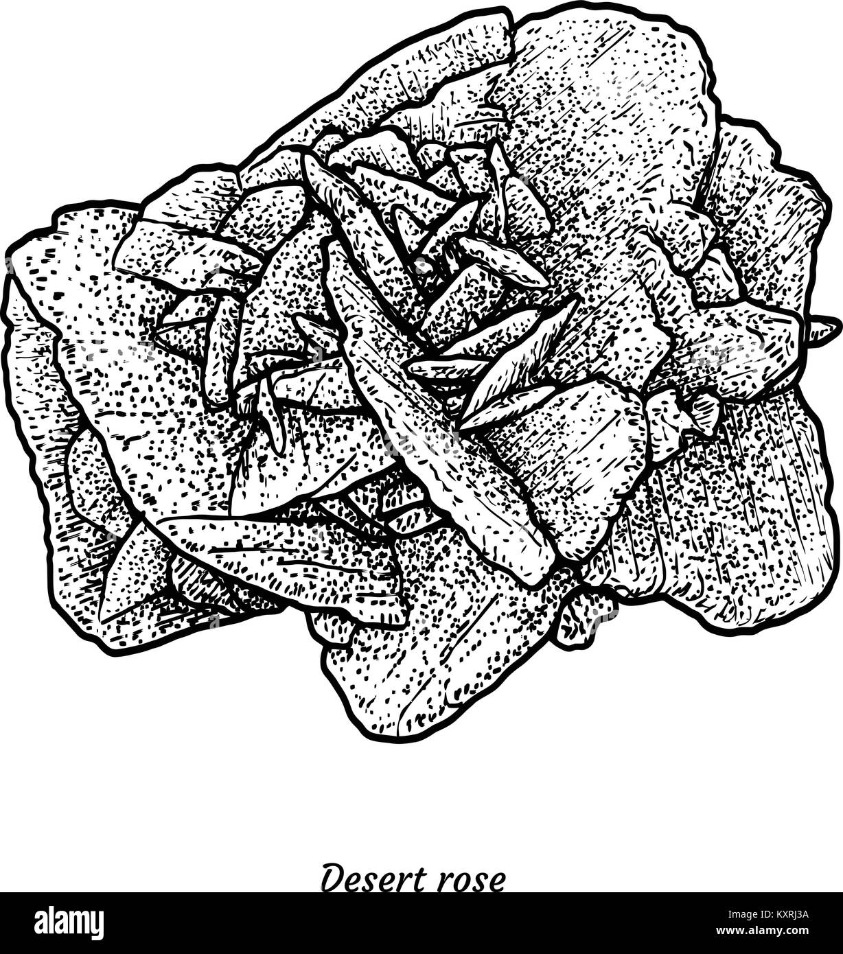Desert rose line drawing hi-res stock photography and images - Alamy