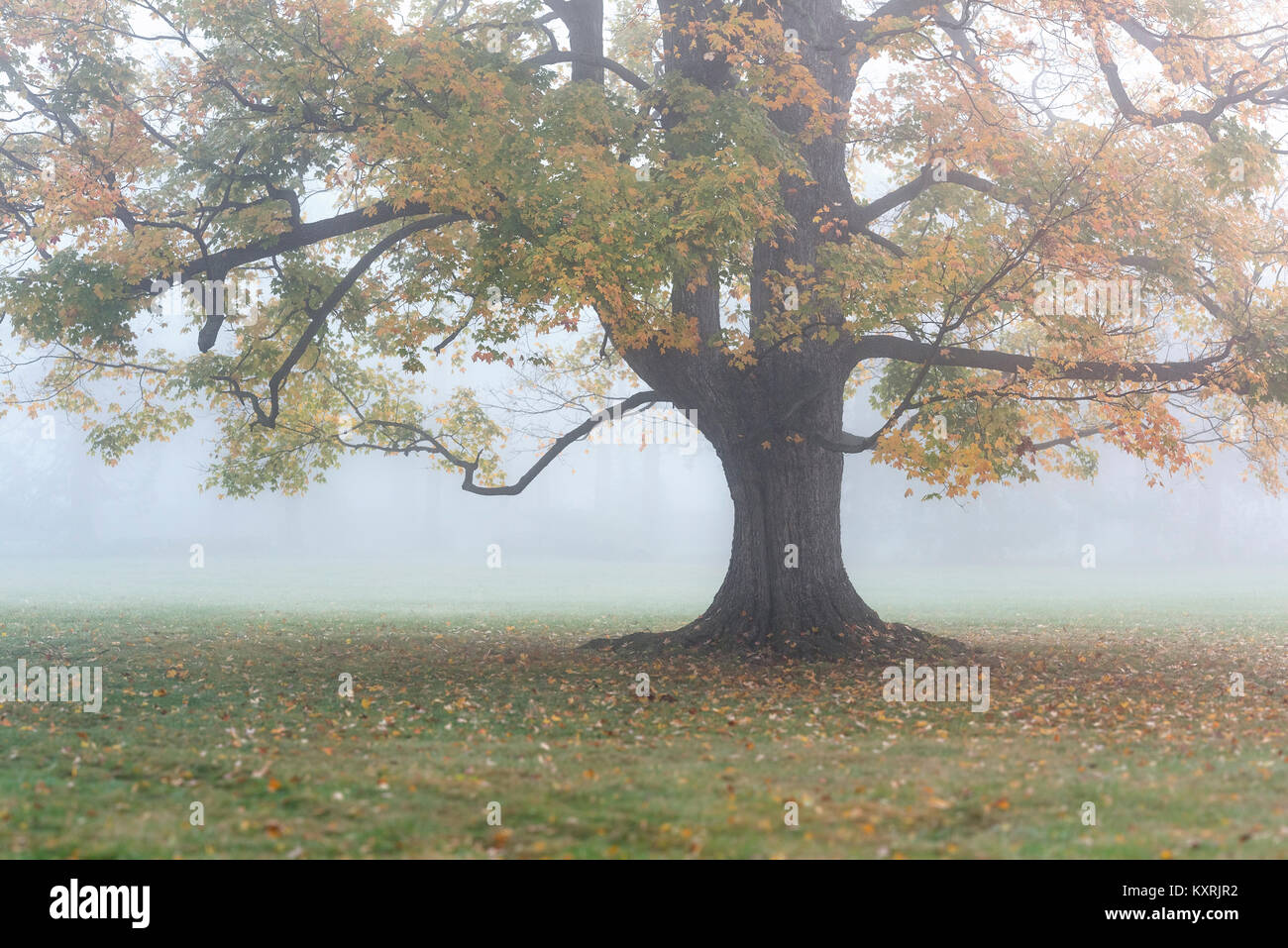 Soft morning mist envelops a lone autumn tree, New York, USA. Stock Photo