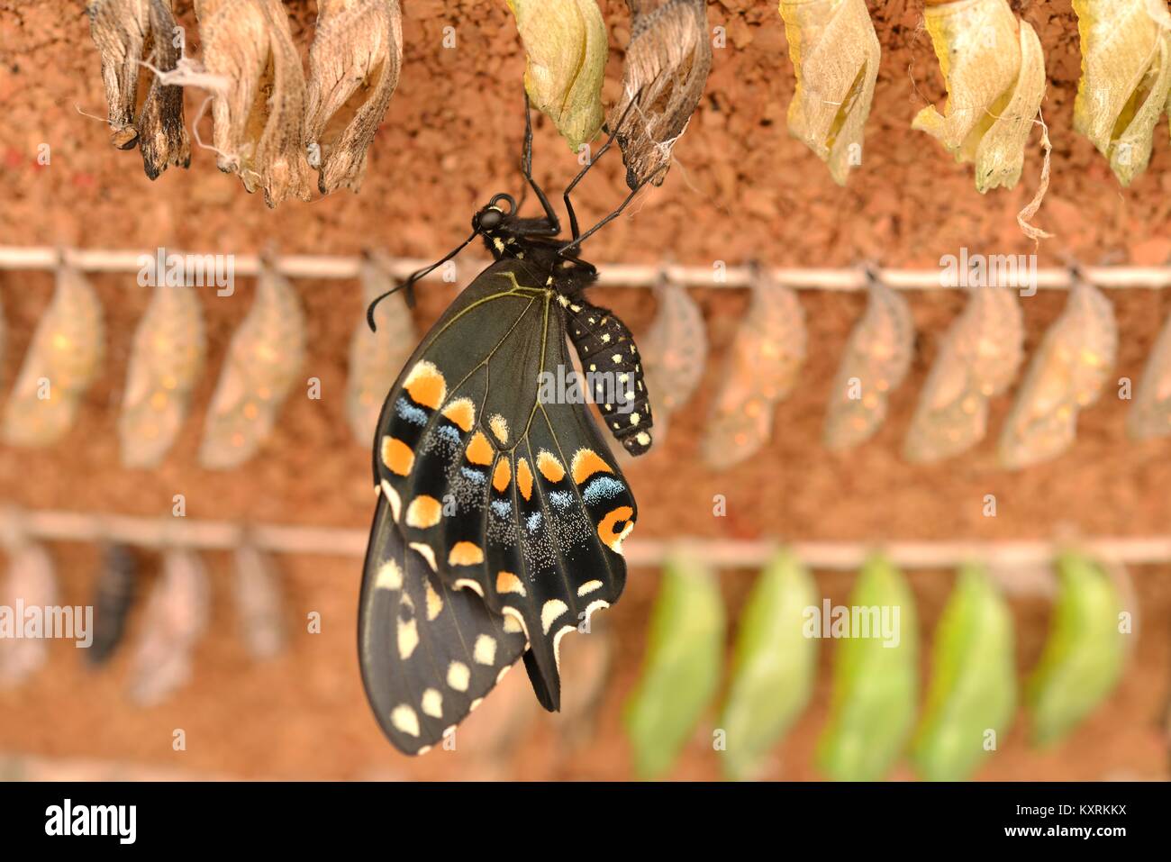 New Born Butterfly - A beautiful newborn Black Swallowtail Butterfly just emerges out its chrysalis-pupa - a new butterfly is born. Stock Photo