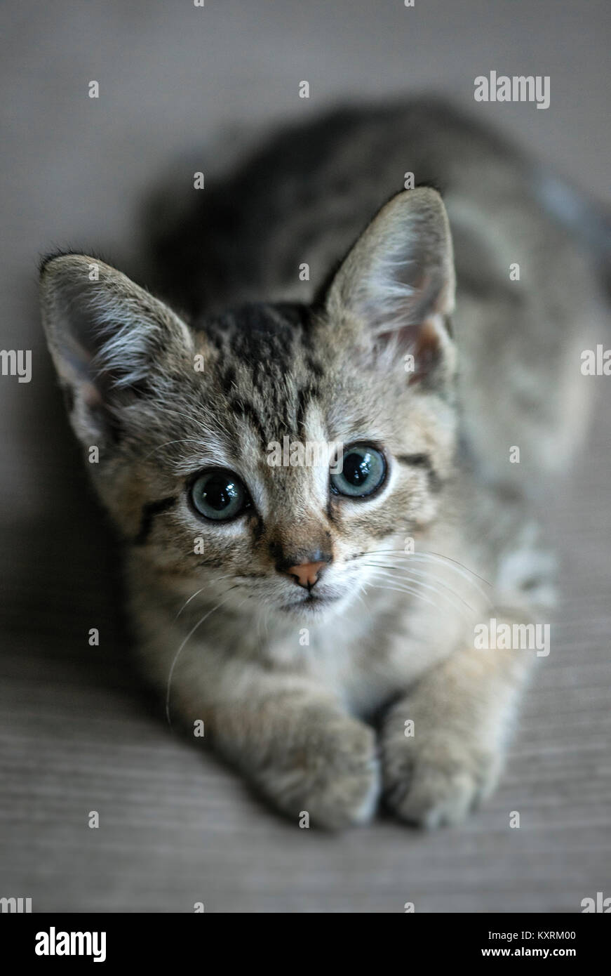 Adorable tabby kitten portrait. Stock Photo