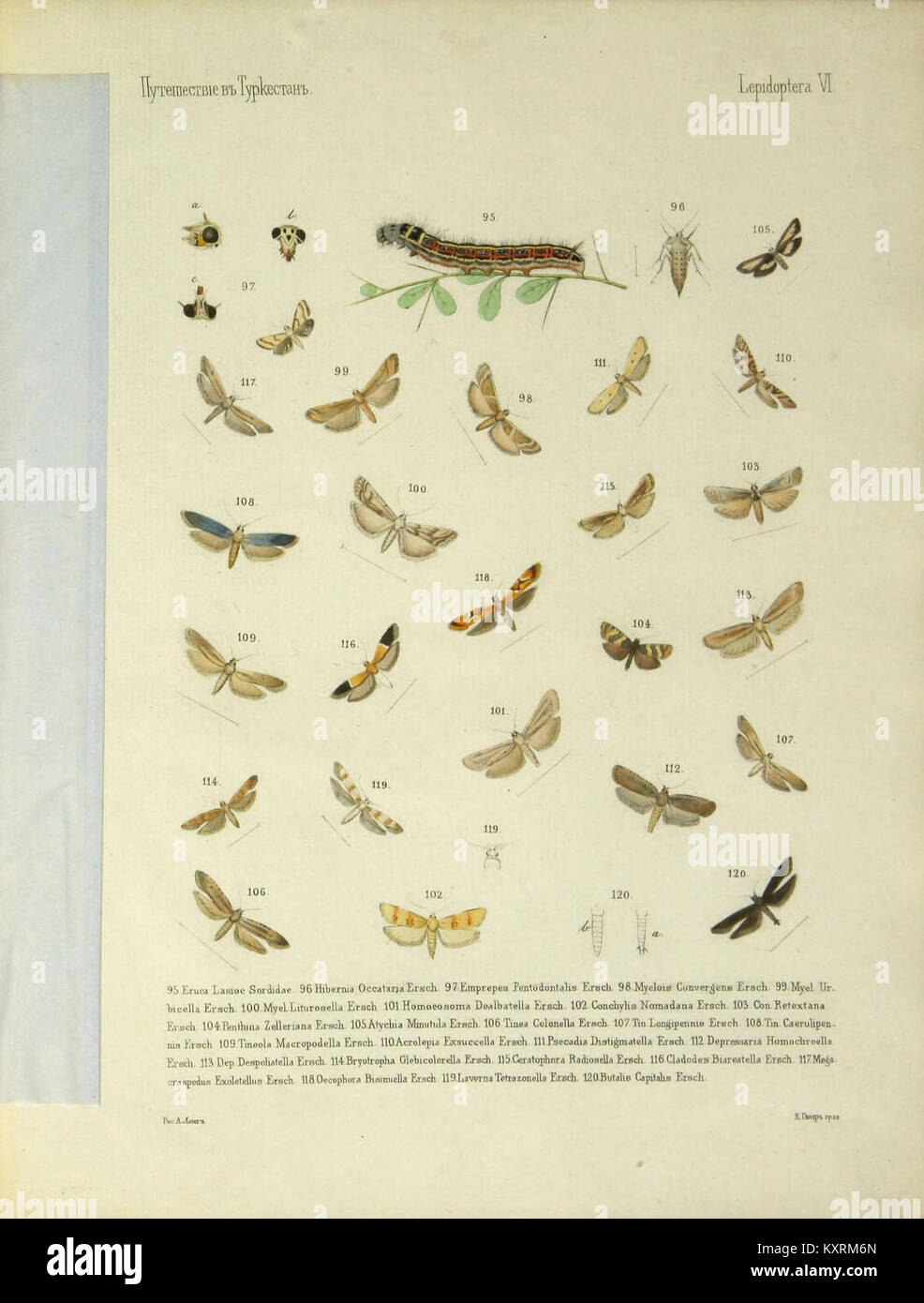 An illustration from a scientific publication showing a species of moth ...