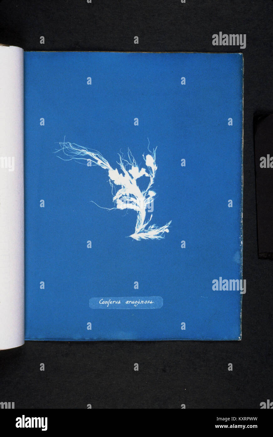 Conferva aeruginosa hi-res stock photography and images - Alamy