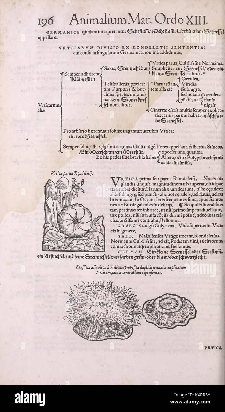 Science Gesner A page from Conrad Gesner’s 'Historia Animalium,' a 16th-century ...