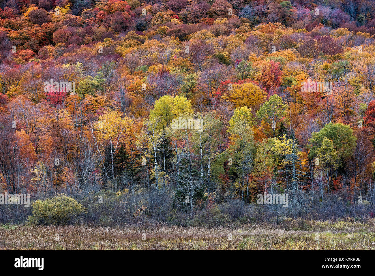 Autum forest trees, Killington, Vermont, USA. Stock Photo