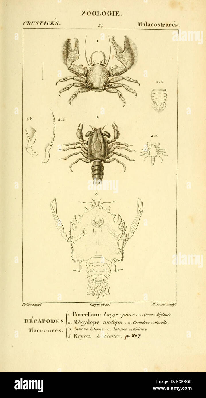 Class of arthropods hi-res stock photography and images - Alamy
