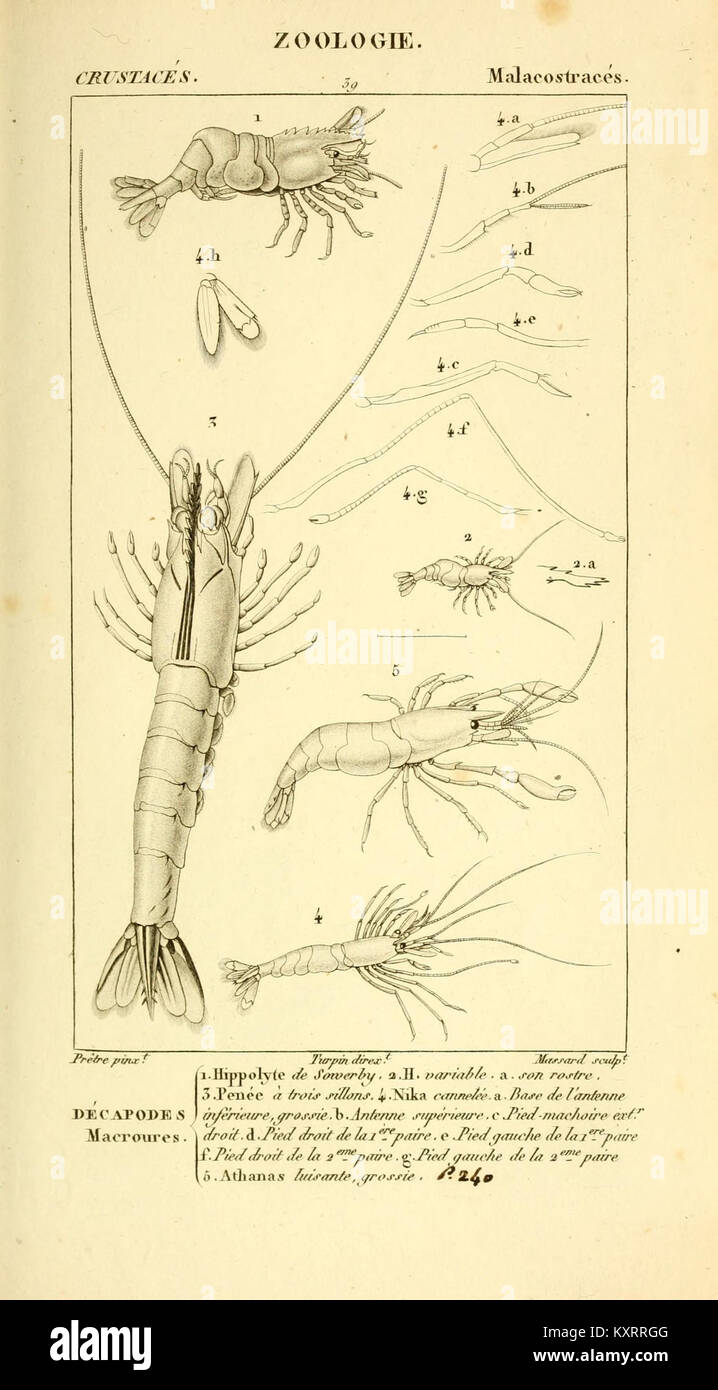 Various species of crustaceans hi-res stock photography and images - Alamy